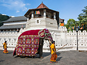 Йога Арт путешествие на Шри Ланку " Природа вдохновения" 16- 30 Ноября 23г